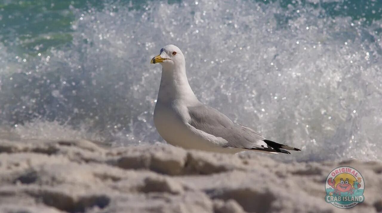 Shell Island Bird