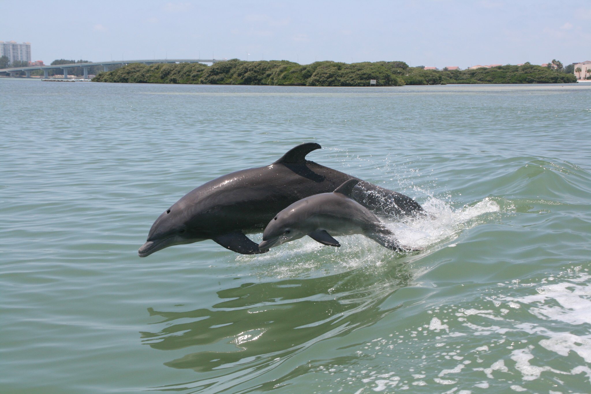 Shell Island Dolphin Cruises